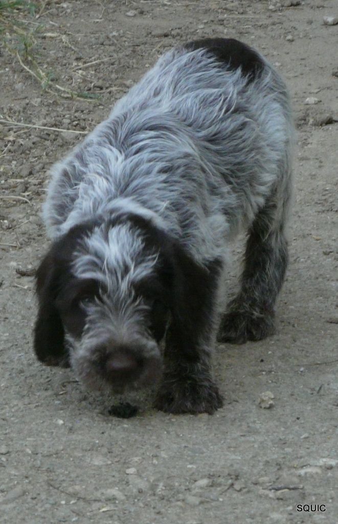 des souvenirs qui content - Chiots KORTHALS